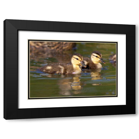 California, San Diego Mallard Ducklings Black Modern Wood Framed Art Print with Double Matting by Talbot Frank, Christopher
