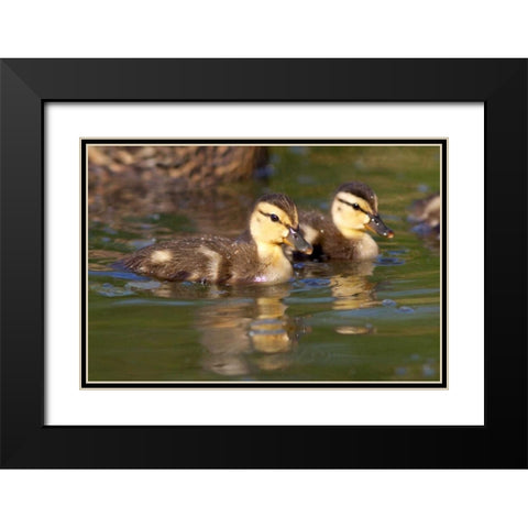 California, San Diego Mallard Ducklings Black Modern Wood Framed Art Print with Double Matting by Talbot Frank, Christopher