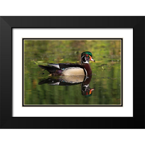 USA, California, San Diego, Lakeside Wood Duck Black Modern Wood Framed Art Print with Double Matting by Talbot Frank, Christopher