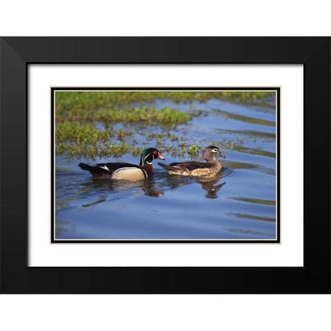 USA, California, San Diego, Lakeside Wood Ducks Black Modern Wood Framed Art Print with Double Matting by Talbot Frank, Christopher