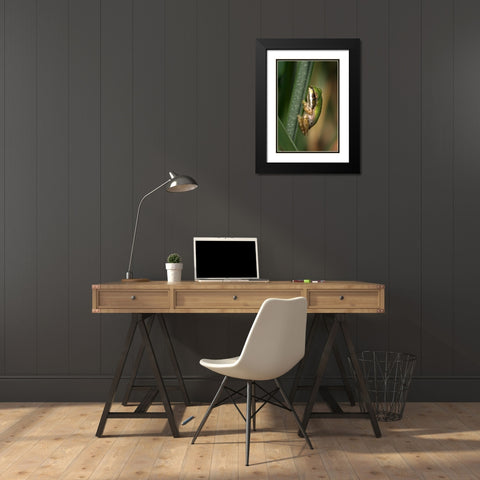 CA, San Diego, Mission Trails Green Tree Frog Black Modern Wood Framed Art Print with Double Matting by Talbot Frank, Christopher