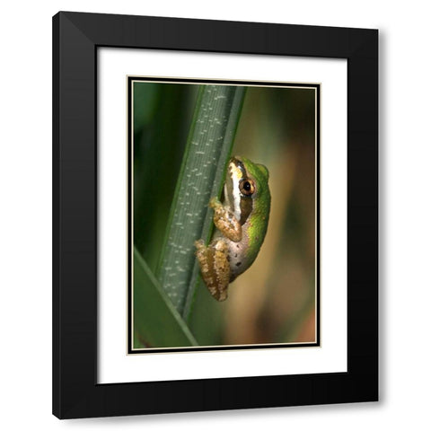 CA, San Diego, Mission Trails Green Tree Frog Black Modern Wood Framed Art Print with Double Matting by Talbot Frank, Christopher