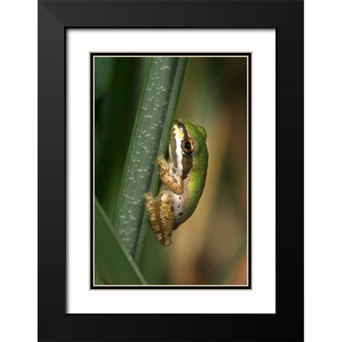 CA, San Diego, Mission Trails Green Tree Frog Black Modern Wood Framed Art Print with Double Matting by Talbot Frank, Christopher