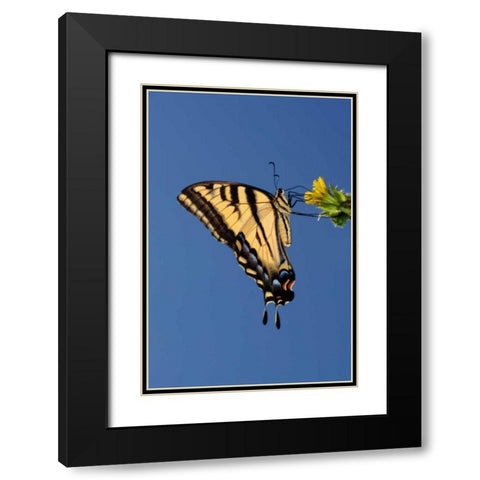CA, Mission Trails Anise Swallowtail Butterfly Black Modern Wood Framed Art Print with Double Matting by Talbot Frank, Christopher