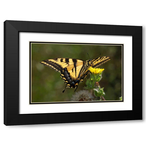 CA, San Diego, Mission Trails Anise Swallowtail Black Modern Wood Framed Art Print with Double Matting by Talbot Frank, Christopher