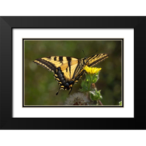 CA, San Diego, Mission Trails Anise Swallowtail Black Modern Wood Framed Art Print with Double Matting by Talbot Frank, Christopher