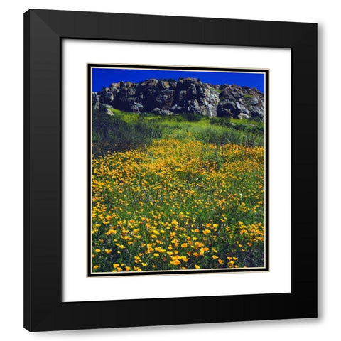CA, San Diego, Mission Trails California Poppies Black Modern Wood Framed Art Print with Double Matting by Talbot Frank, Christopher