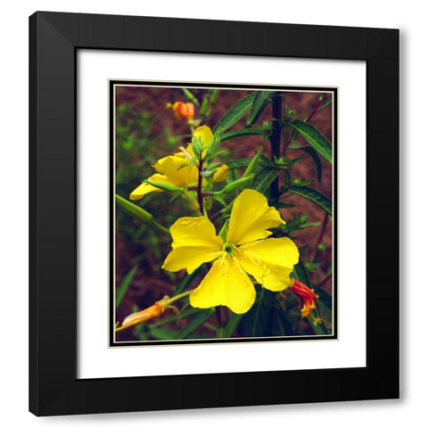 CA, San Diego, Mission Trails Evening Primrose Black Modern Wood Framed Art Print with Double Matting by Talbot Frank, Christopher