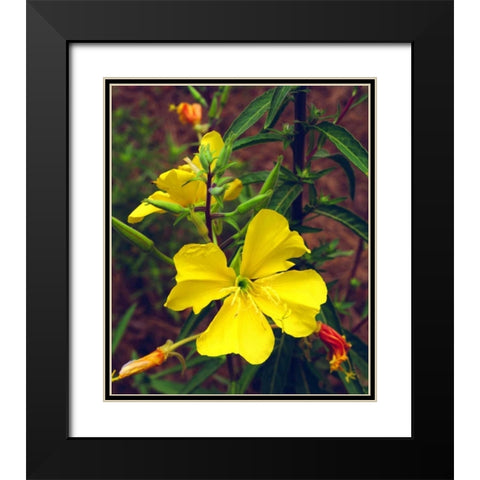 CA, San Diego, Mission Trails Evening Primrose Black Modern Wood Framed Art Print with Double Matting by Talbot Frank, Christopher