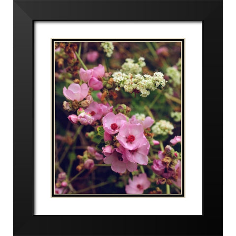 CA, San Diego, Mission Trails Wildflowers Black Modern Wood Framed Art Print with Double Matting by Talbot Frank, Christopher