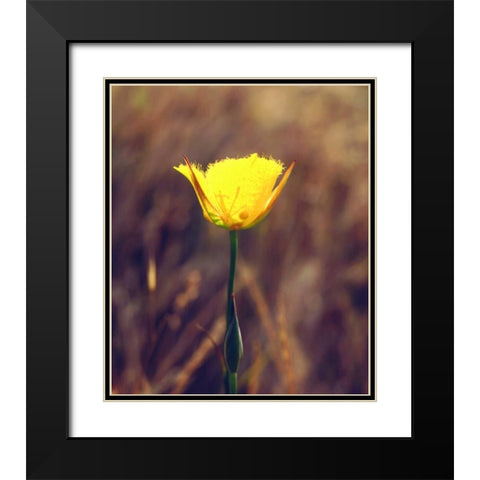 CA, San Diego, Mission Trails Mariposa Lily Black Modern Wood Framed Art Print with Double Matting by Talbot Frank, Christopher