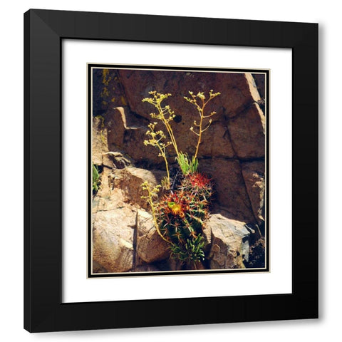 CA, Mission Trails Barrel Cactus and Succulent Black Modern Wood Framed Art Print with Double Matting by Talbot Frank, Christopher