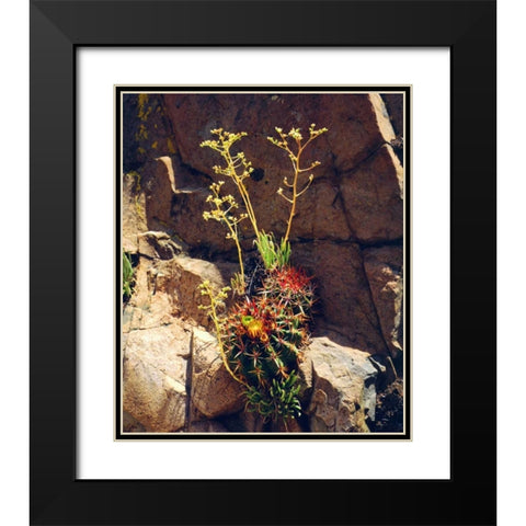 CA, Mission Trails Barrel Cactus and Succulent Black Modern Wood Framed Art Print with Double Matting by Talbot Frank, Christopher