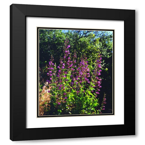 CA, San Diego, Mission Trails Showy Penstemon Black Modern Wood Framed Art Print with Double Matting by Talbot Frank, Christopher