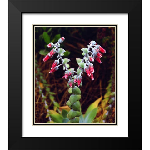CA, San Diego, Mission Trails Succulent flowers Black Modern Wood Framed Art Print with Double Matting by Talbot Frank, Christopher