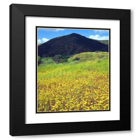 CA, San Diego, Mission Trails Park flowers Black Modern Wood Framed Art Print with Double Matting by Talbot Frank, Christopher