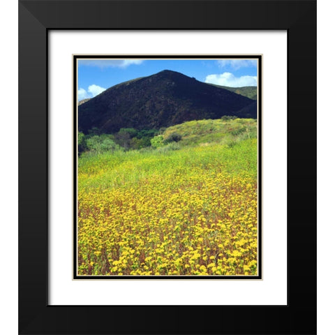 CA, San Diego, Mission Trails Park flowers Black Modern Wood Framed Art Print with Double Matting by Talbot Frank, Christopher