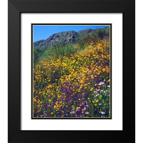 CA, San Diego, Mission Trails Park flowers Black Modern Wood Framed Art Print with Double Matting by Talbot Frank, Christopher