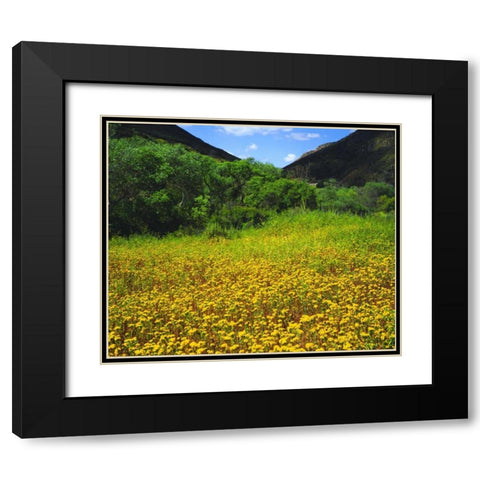 CA, San Diego, Mission Trails Park flowers Black Modern Wood Framed Art Print with Double Matting by Talbot Frank, Christopher