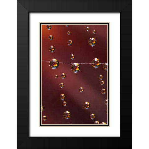 CA, San Diego, Sunflower reflection in spider web Black Modern Wood Framed Art Print with Double Matting by Talbot Frank, Christopher