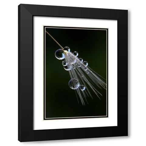 California, San Diego, Water drops on a dandelion Black Modern Wood Framed Art Print with Double Matting by Talbot Frank, Christopher