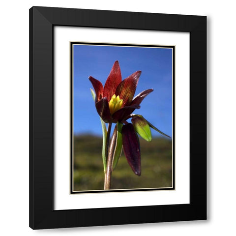 CA, Rattlesnake Canyon Chocolate Lilly Black Modern Wood Framed Art Print with Double Matting by Talbot Frank, Christopher