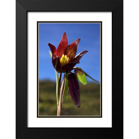 CA, Rattlesnake Canyon Chocolate Lilly Black Modern Wood Framed Art Print with Double Matting by Talbot Frank, Christopher