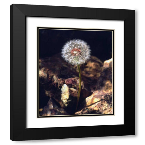 USA, California, San Diego Dandelion Black Modern Wood Framed Art Print with Double Matting by Talbot Frank, Christopher