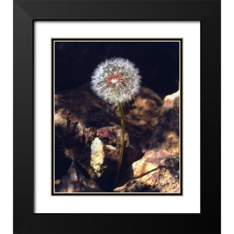 USA, California, San Diego Dandelion Black Modern Wood Framed Art Print with Double Matting by Talbot Frank, Christopher