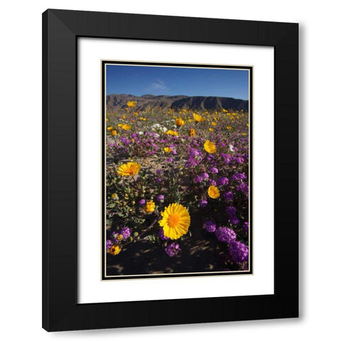 CA, San Diego Desert wildflowr scenic Black Modern Wood Framed Art Print with Double Matting by Talbot Frank, Christopher