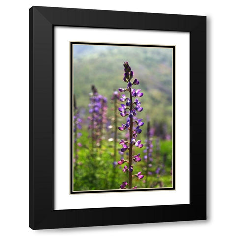 CA, San Diego Lupines in Rattlesnake Canyon Black Modern Wood Framed Art Print with Double Matting by Talbot Frank, Christopher