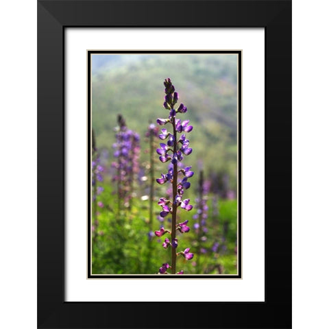 CA, San Diego Lupines in Rattlesnake Canyon Black Modern Wood Framed Art Print with Double Matting by Talbot Frank, Christopher