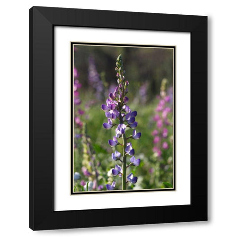 CA, San Diego Lupines in Rattlesnake Canyon Black Modern Wood Framed Art Print with Double Matting by Talbot Frank, Christopher