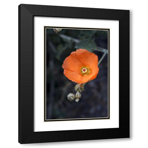 CA, San Diego Mallow flowers in the Mecca Hills Black Modern Wood Framed Art Print with Double Matting by Talbot Frank, Christopher