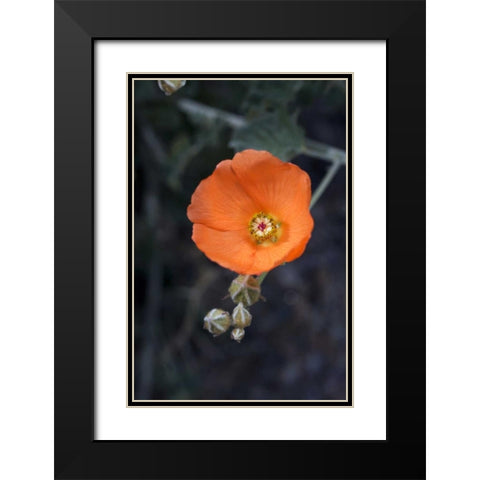 CA, San Diego Mallow flowers in the Mecca Hills Black Modern Wood Framed Art Print with Double Matting by Talbot Frank, Christopher
