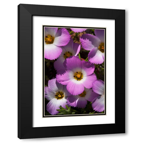 California, San Diego, Rattlesnake Canyon, Phlox Black Modern Wood Framed Art Print with Double Matting by Talbot Frank, Christopher