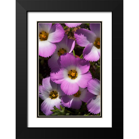 California, San Diego, Rattlesnake Canyon, Phlox Black Modern Wood Framed Art Print with Double Matting by Talbot Frank, Christopher