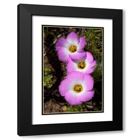 California, San Diego, Rattlesnake Canyon, Phlox Black Modern Wood Framed Art Print with Double Matting by Talbot Frank, Christopher