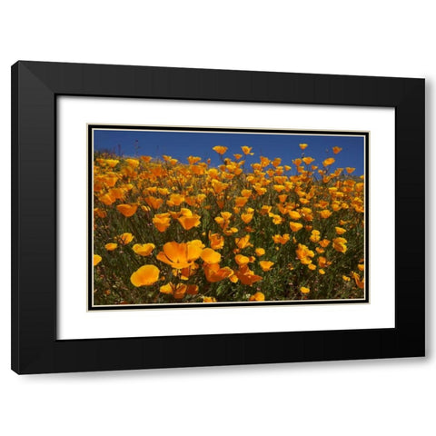 California, San Diego, Rattlesnake Canyon, Poppy Black Modern Wood Framed Art Print with Double Matting by Talbot Frank, Christopher