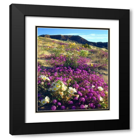 CA ,Anza-Borrego, flowers below Fonts Point Black Modern Wood Framed Art Print with Double Matting by Talbot Frank, Christopher