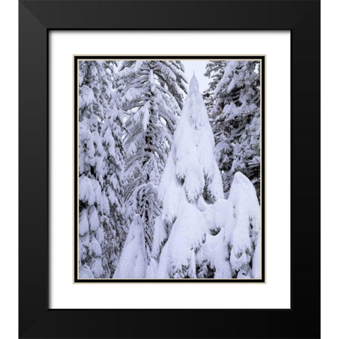 CA, Sierra Nevada Snow-covered trees Black Modern Wood Framed Art Print with Double Matting by Talbot Frank, Christopher