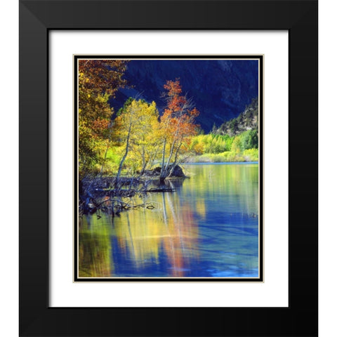 CA, Sierra Nevada, Aspen tree by Grant Lake Black Modern Wood Framed Art Print with Double Matting by Talbot Frank, Christopher