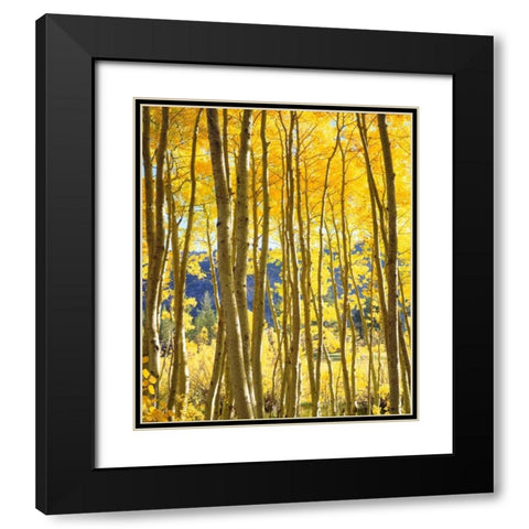 California, Sierra Nevada, Fall colors of Aspens Black Modern Wood Framed Art Print with Double Matting by Talbot Frank, Christopher