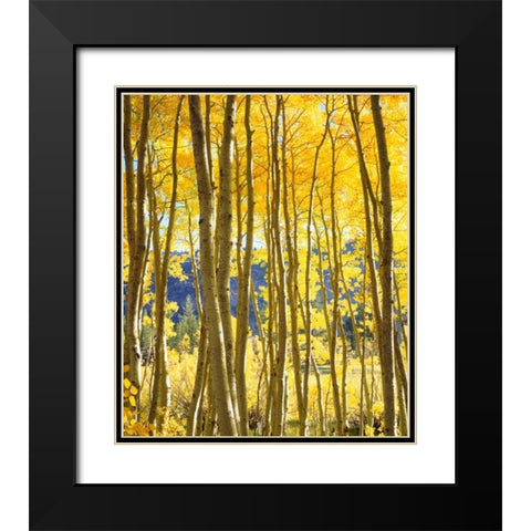 California, Sierra Nevada, Fall colors of Aspens Black Modern Wood Framed Art Print with Double Matting by Talbot Frank, Christopher