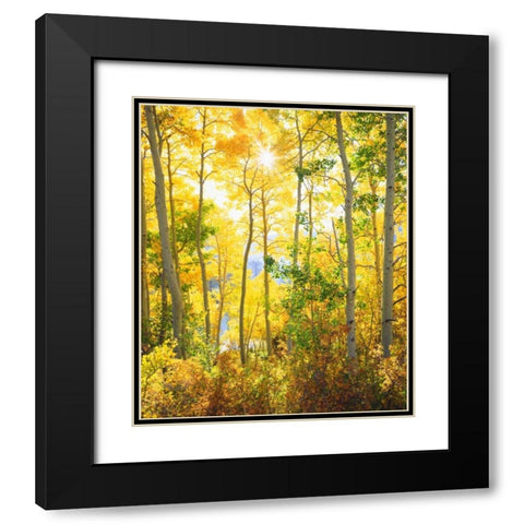 California, Sierra Nevada, Fall colors of Aspens Black Modern Wood Framed Art Print with Double Matting by Talbot Frank, Christopher