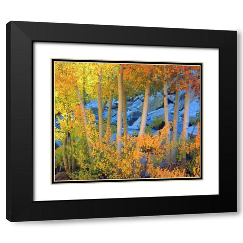 California, Sierra Nevada, Fall colors of Aspens Black Modern Wood Framed Art Print with Double Matting by Talbot Frank, Christopher