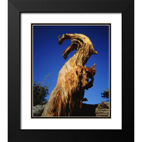 California, Sierra Nevada, Trees in the Sierras Black Modern Wood Framed Art Print with Double Matting by Talbot Frank, Christopher