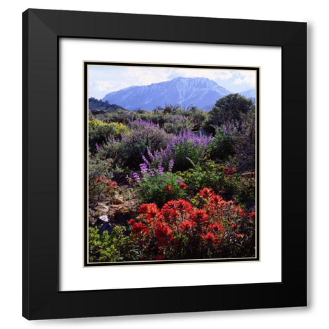 California, Sierra Nevada, Wildflowers Black Modern Wood Framed Art Print with Double Matting by Talbot Frank, Christopher