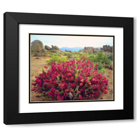 CA, Sierra Nevada Bush in the Alabama Hills Black Modern Wood Framed Art Print with Double Matting by Talbot Frank, Christopher