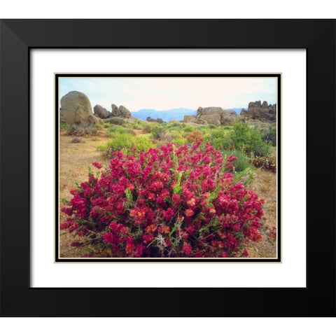 CA, Sierra Nevada Bush in the Alabama Hills Black Modern Wood Framed Art Print with Double Matting by Talbot Frank, Christopher